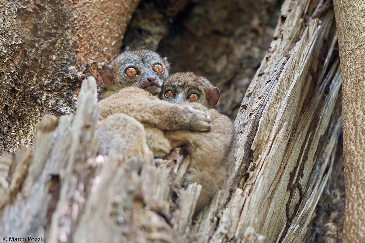 Nocturnal Lemurs