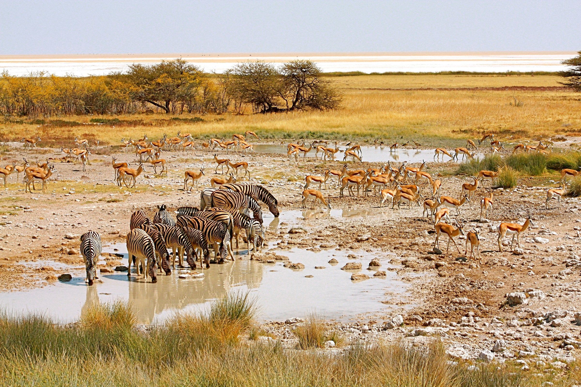 Etosha Park