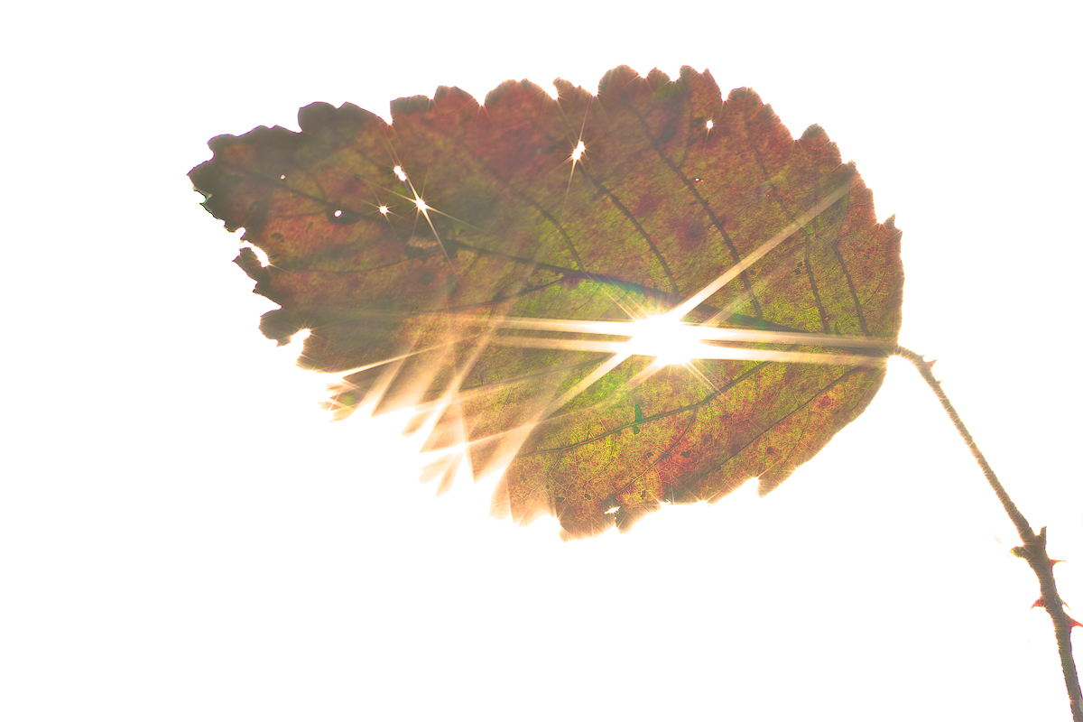 Leggermente contro-luce