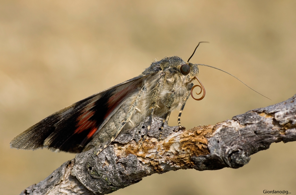 Catocala Nupta (falena)