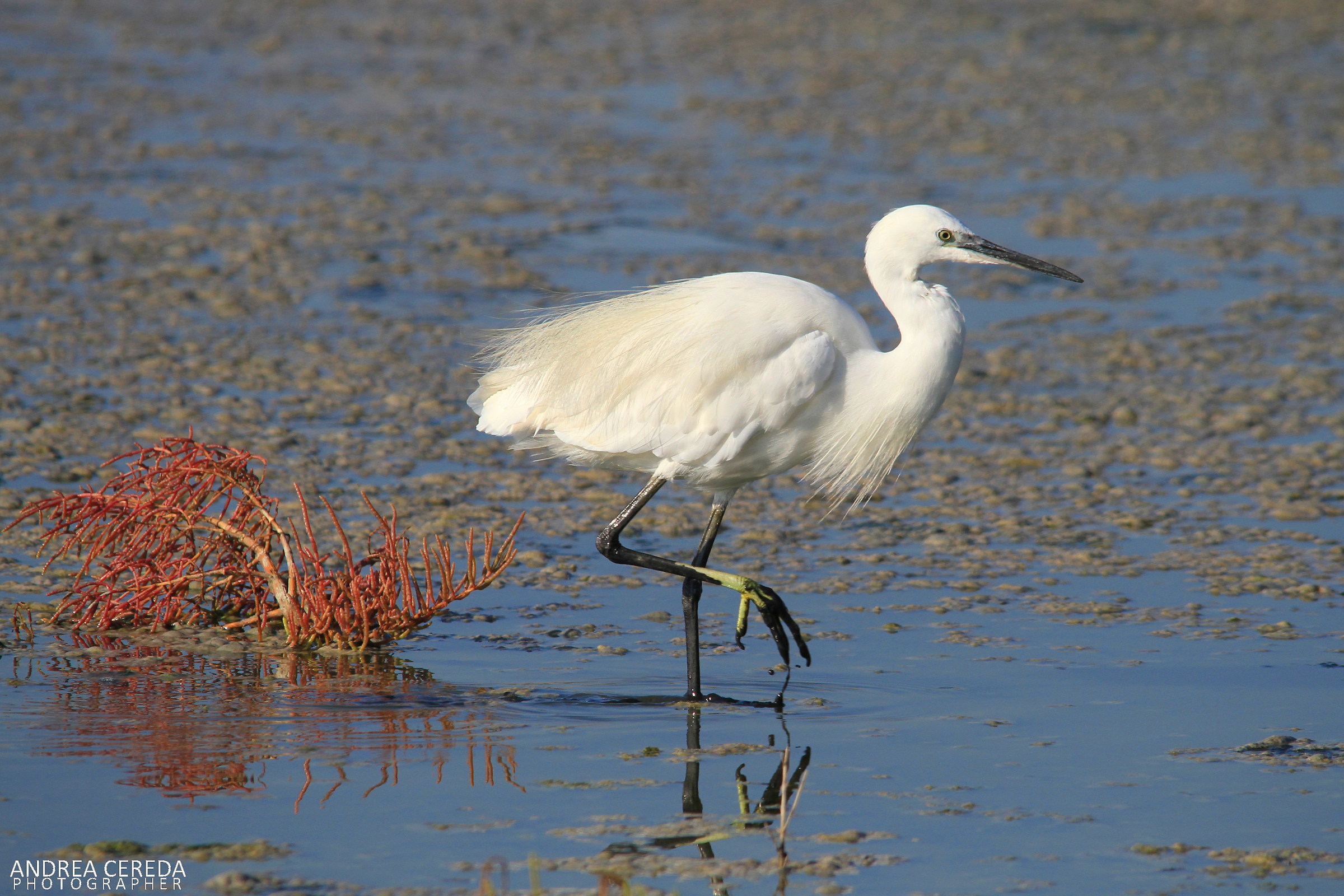 Little Egret - Little Egret