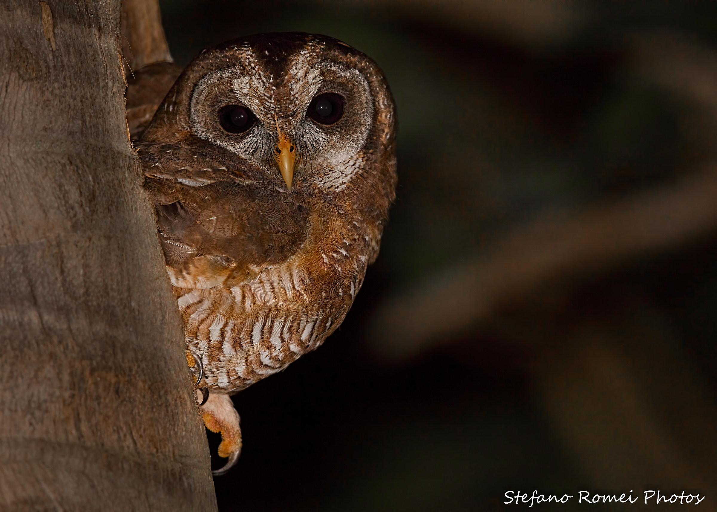 l'africa non fa dormire