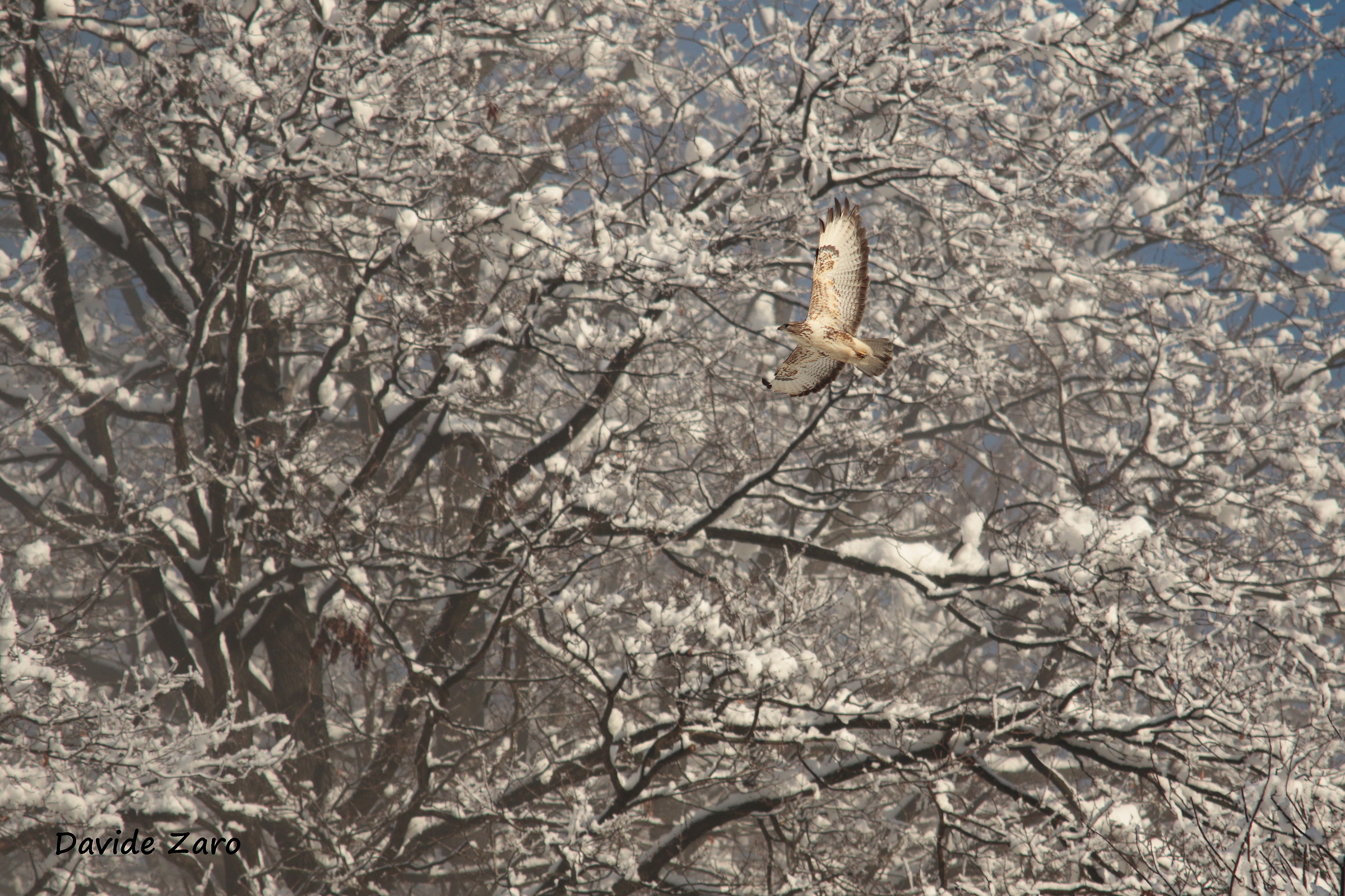 Buzzard