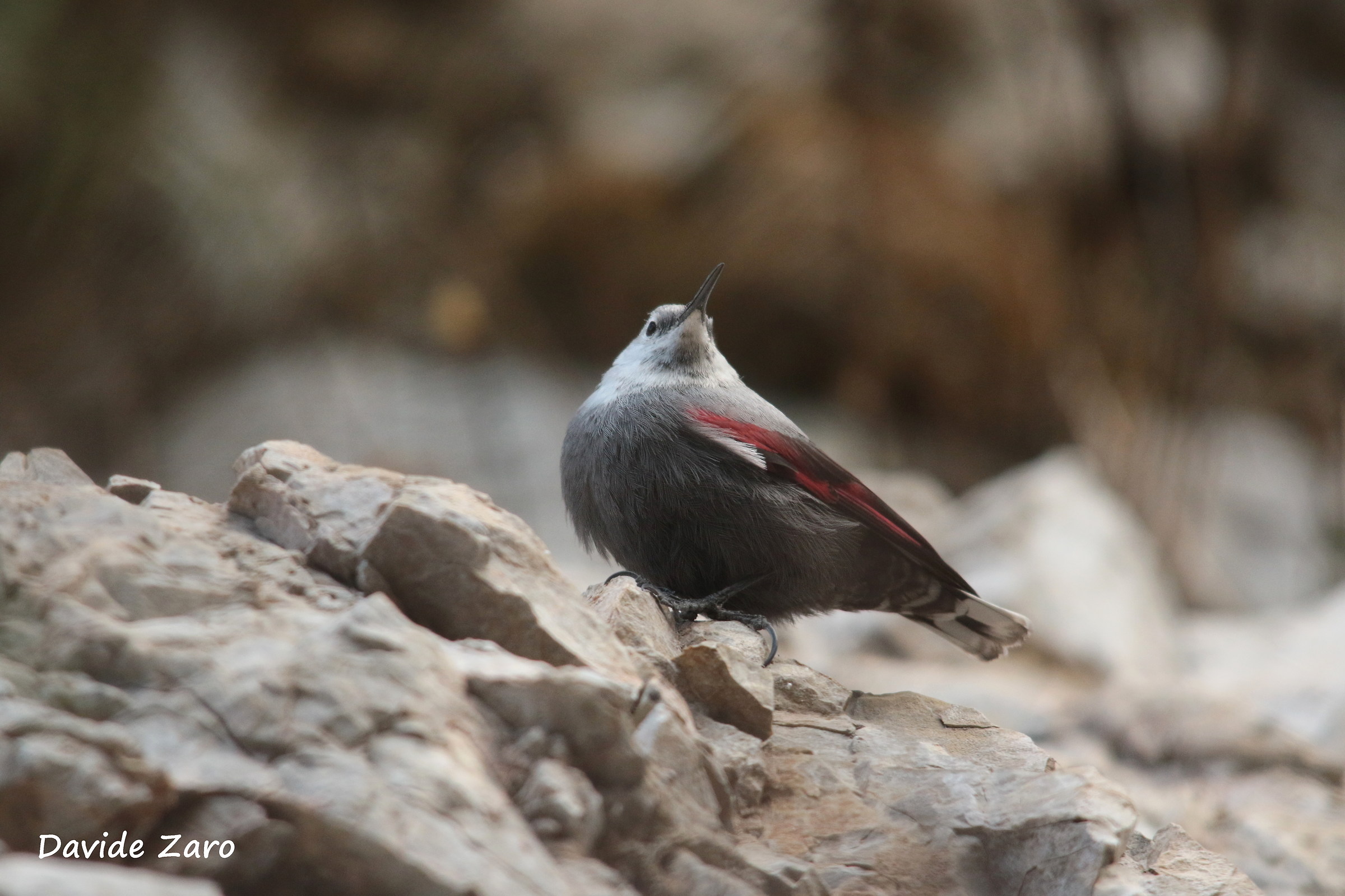 wallcreeper