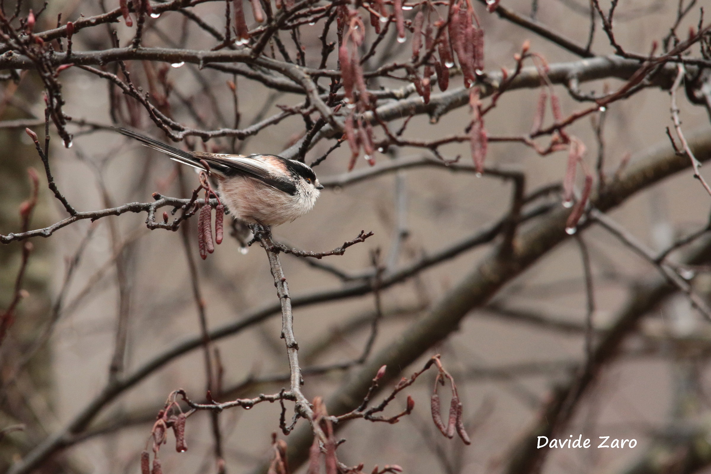 Long-tailed Tit
