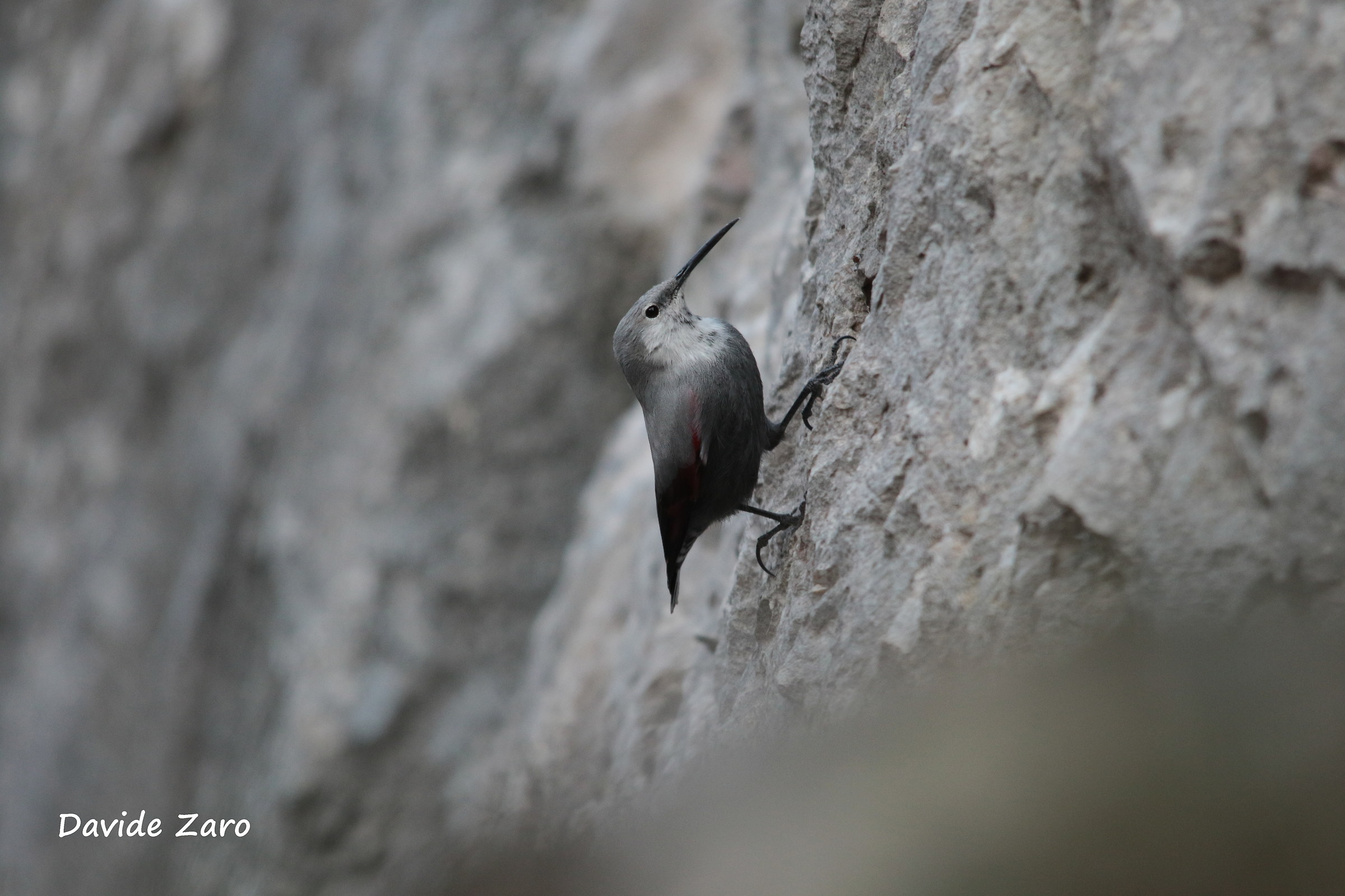 wallcreeper
