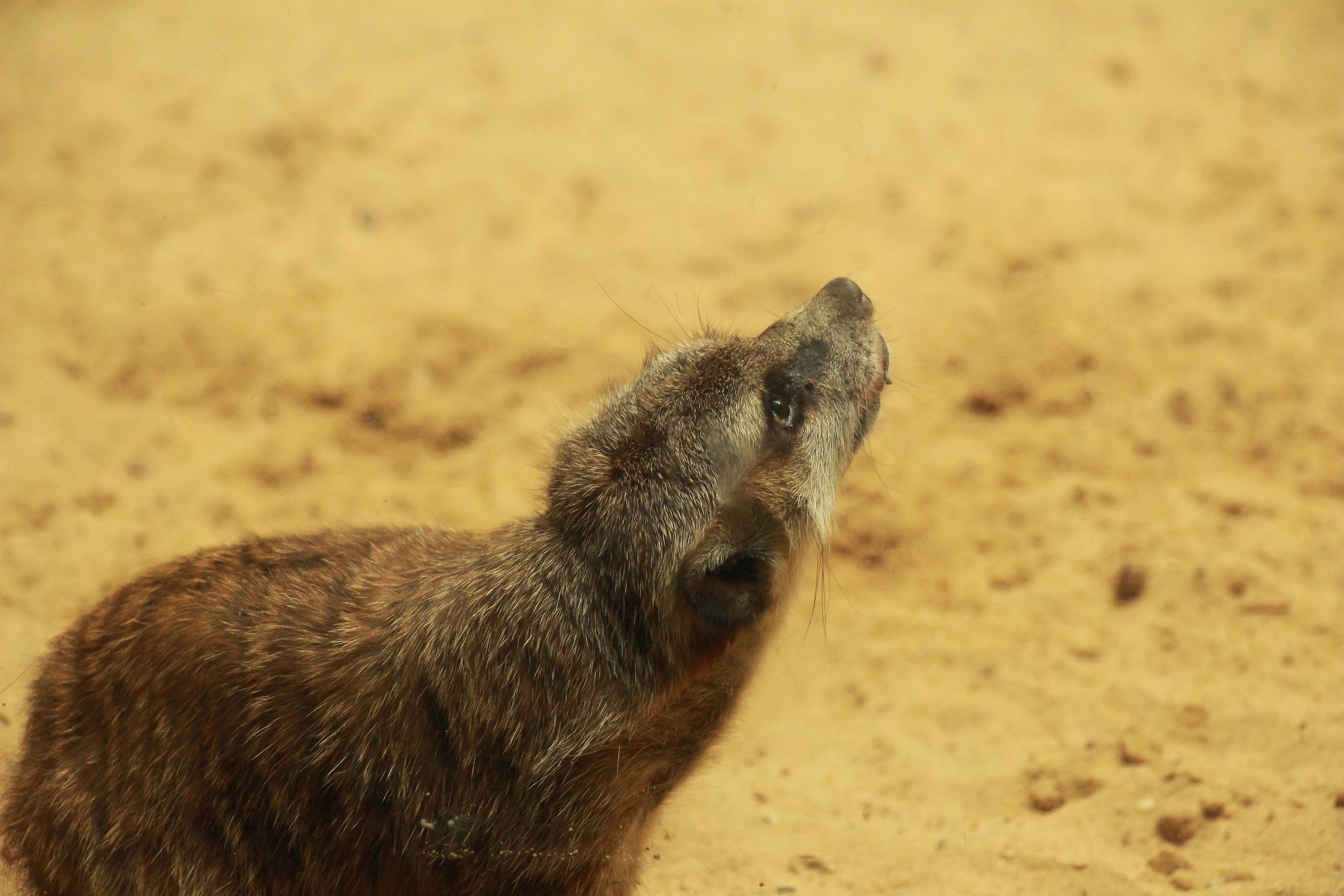 How is it up there, Berlin Zoo