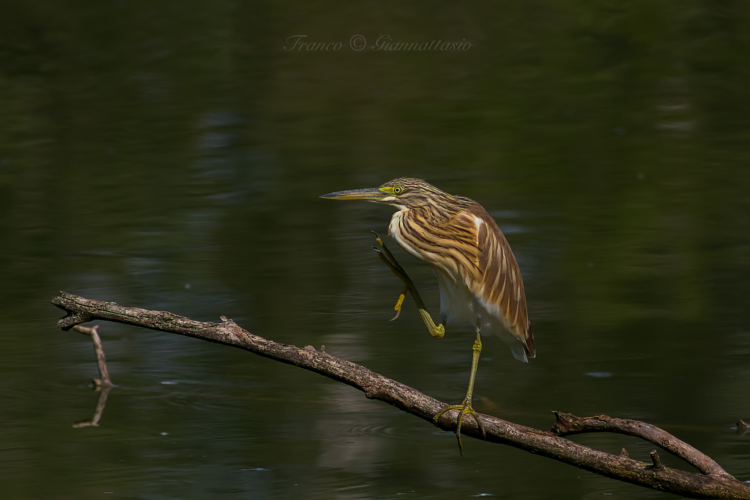 Hello: o) - Sgarza Ciuffetta.
