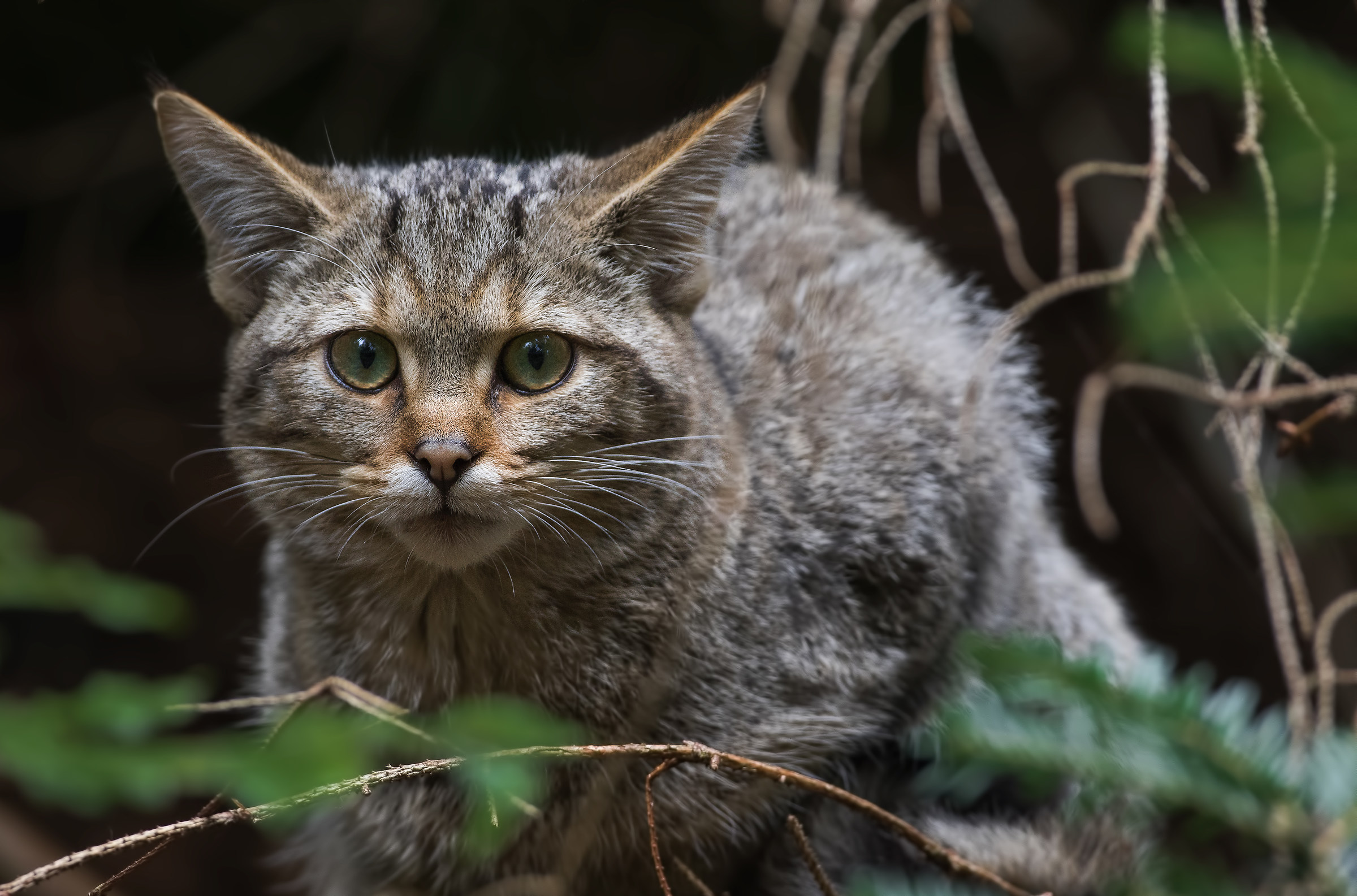 European wildcat