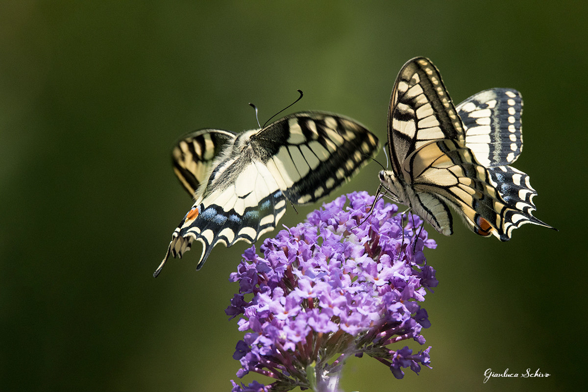 swallowtails