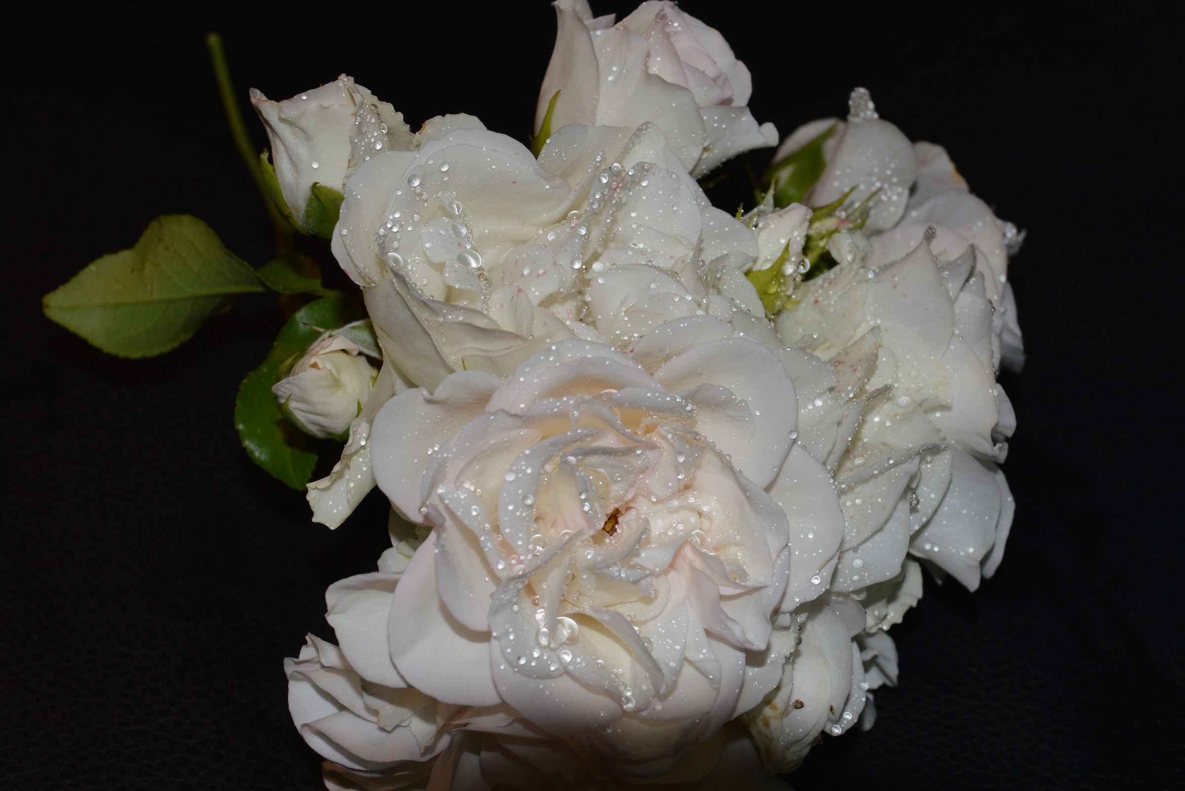 bouquet of white roses