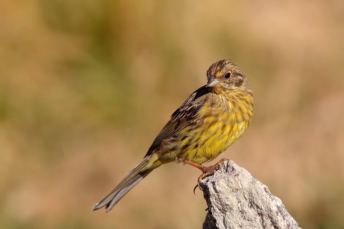 yellow bunting