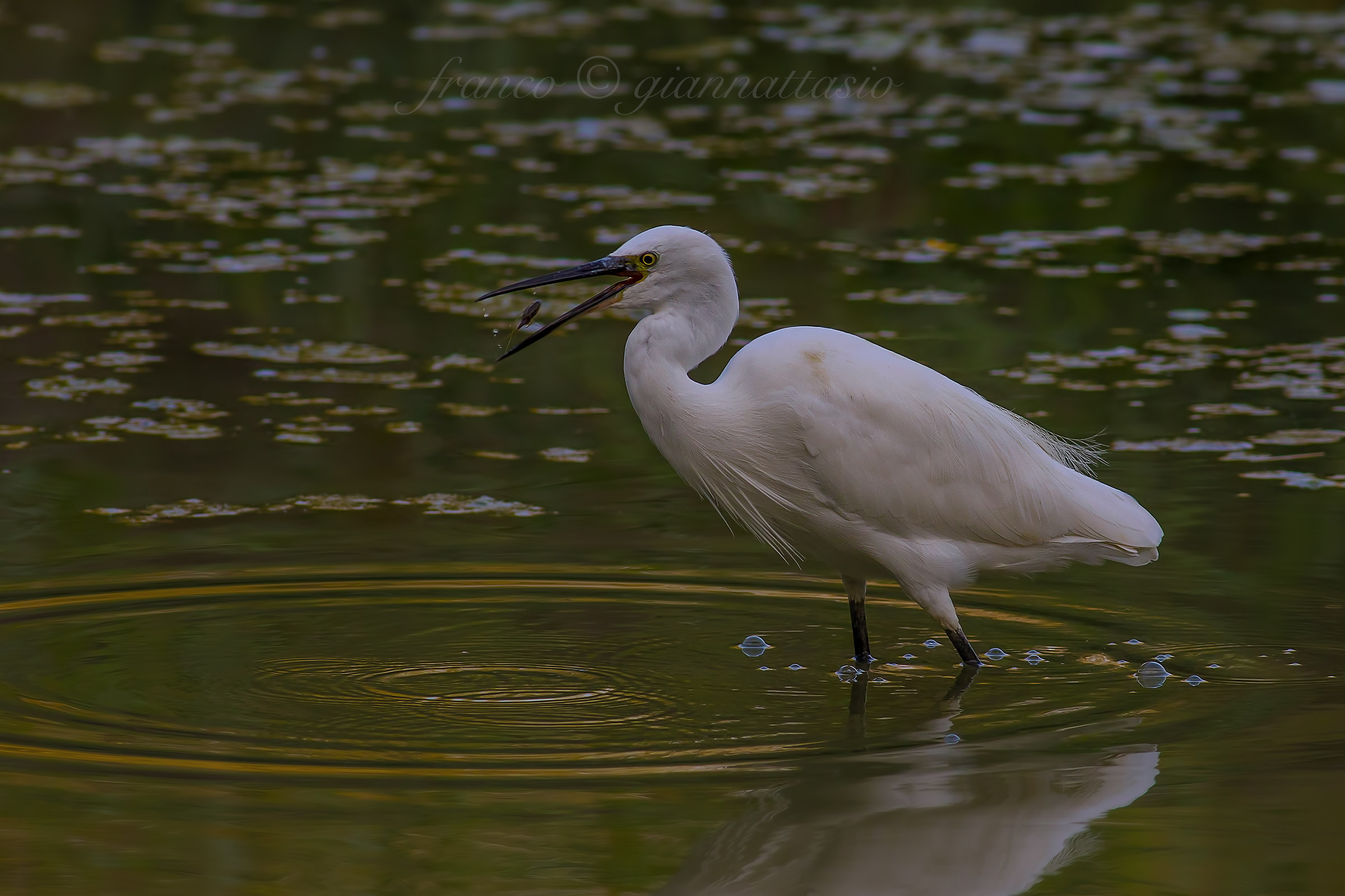 Egret with prey.