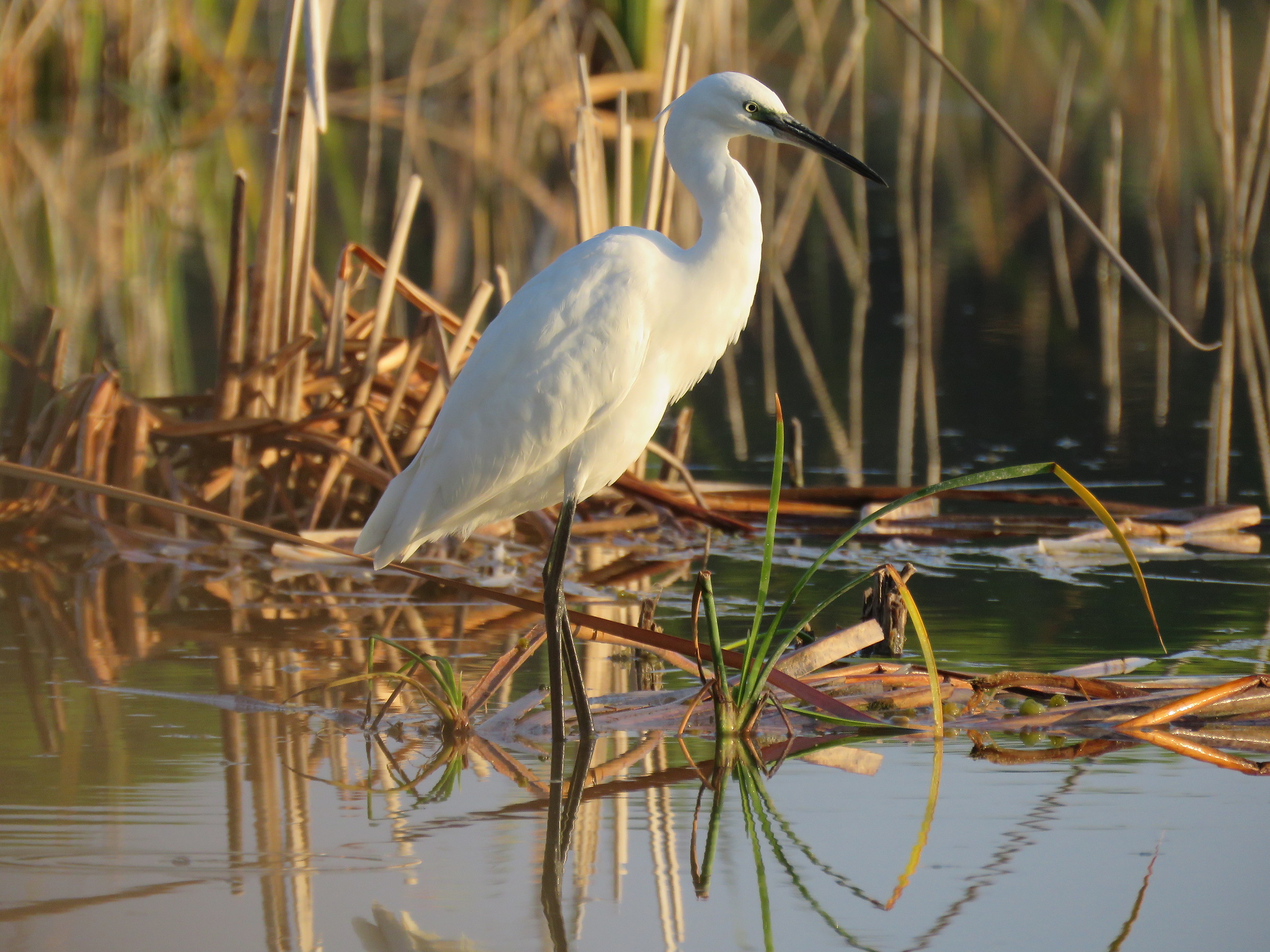 egret