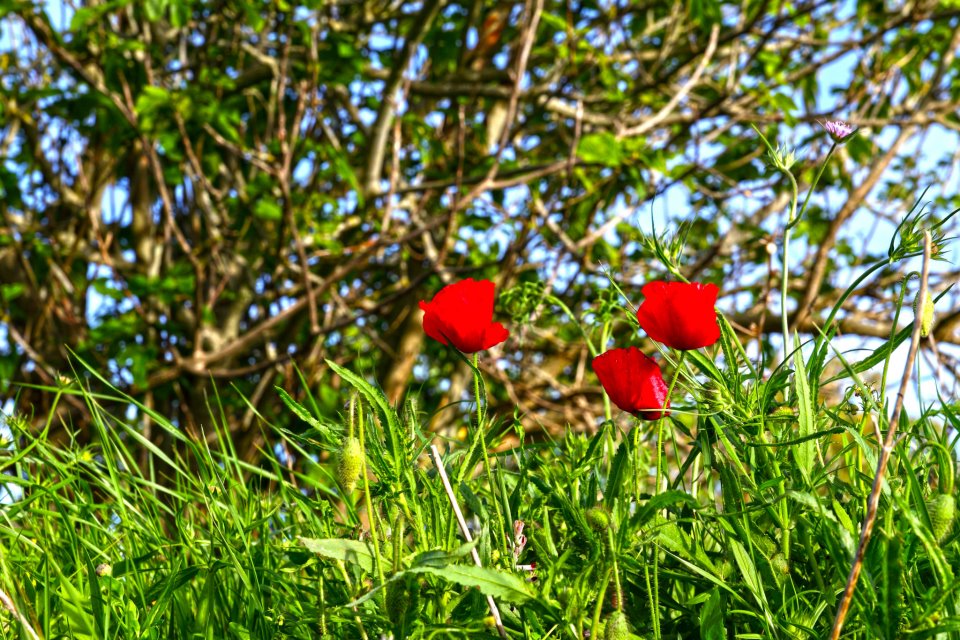 Poppies :)