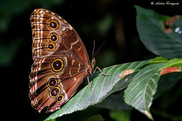 Morpho peleides