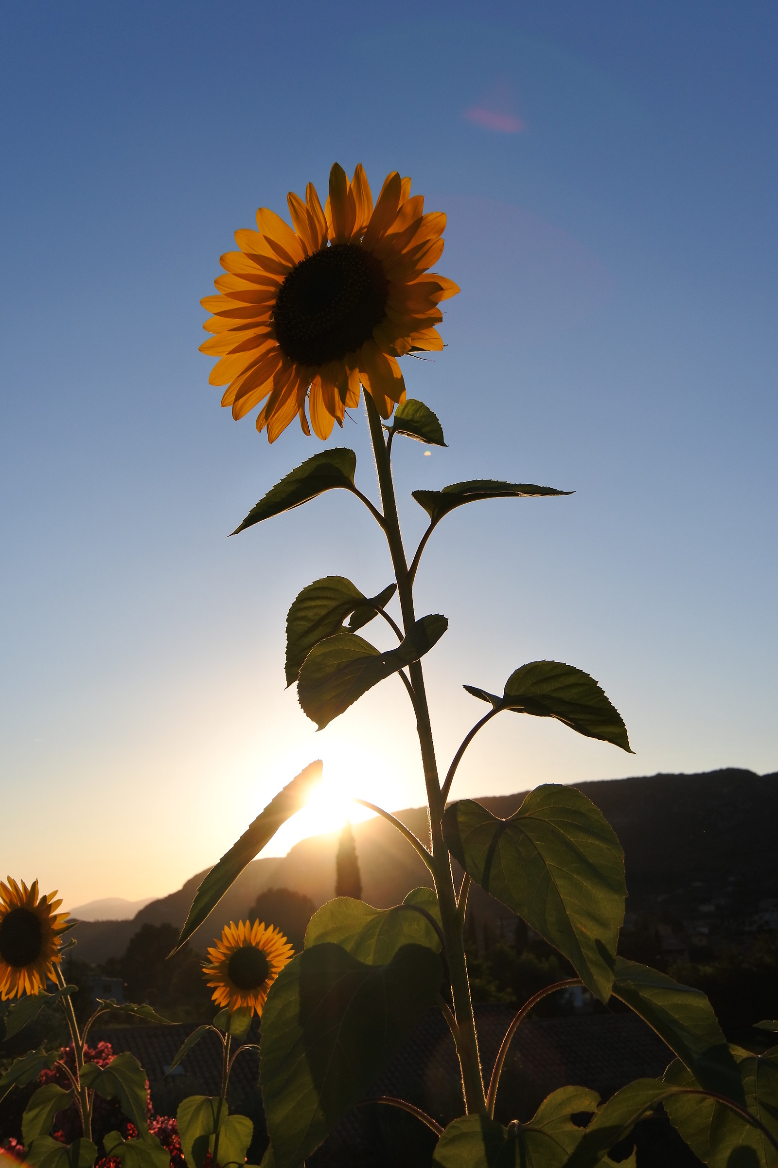 Sunflower at sunset