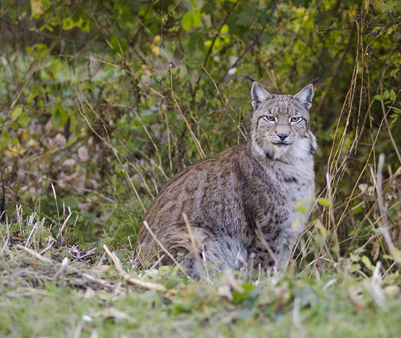 lince