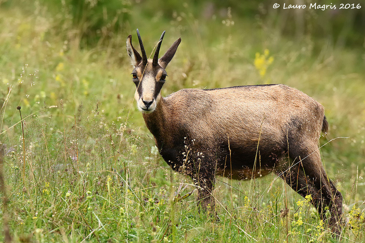 Nascosto dietro un filo d'erba