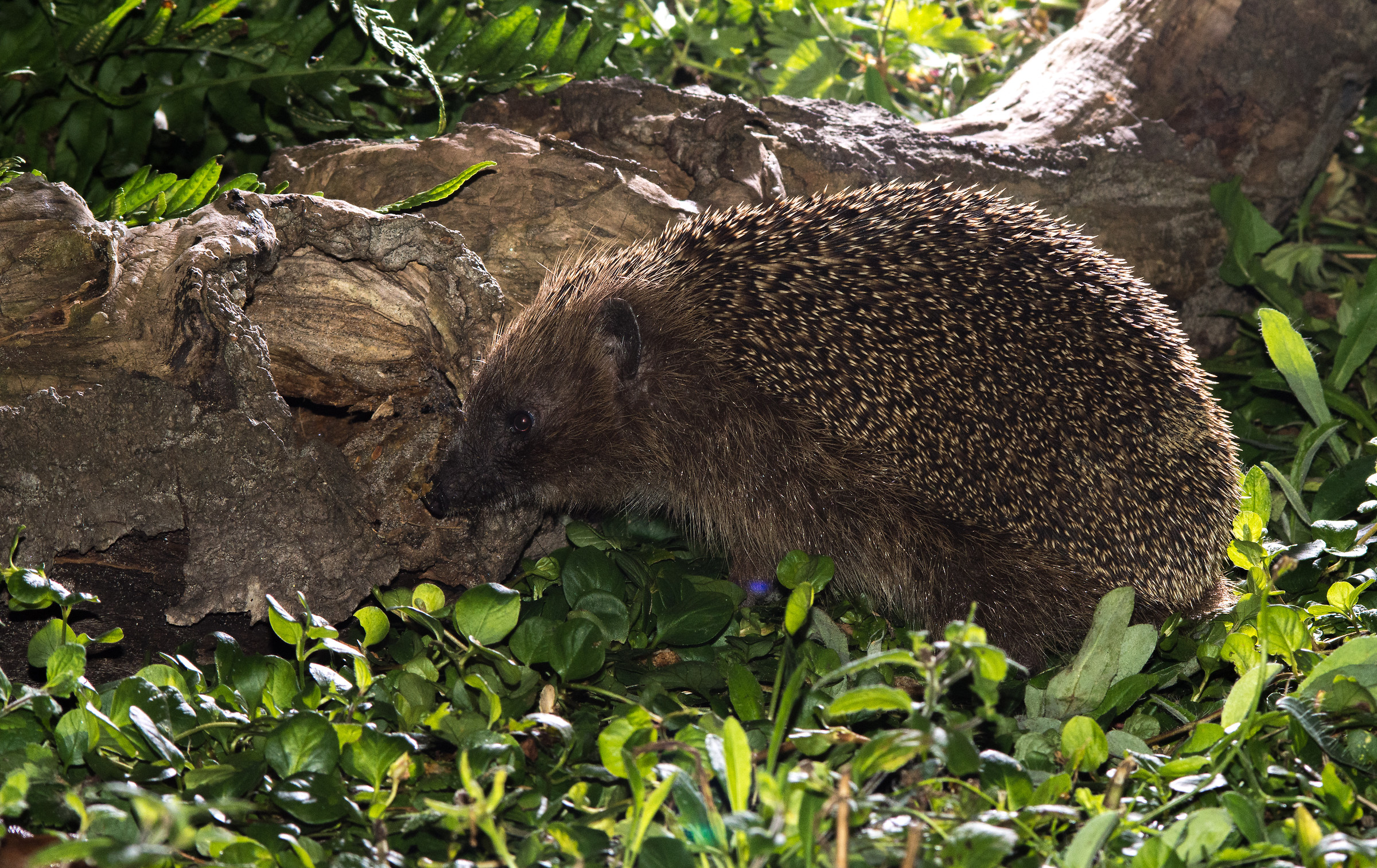 Visitatore nel mio giardino