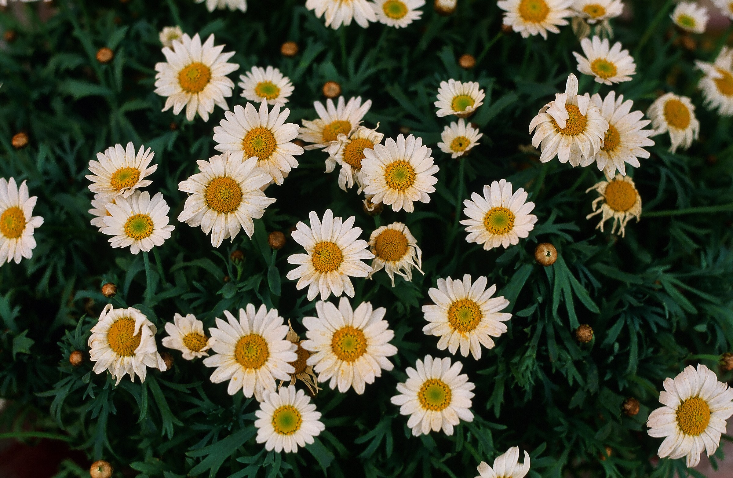 Margherite analogiche