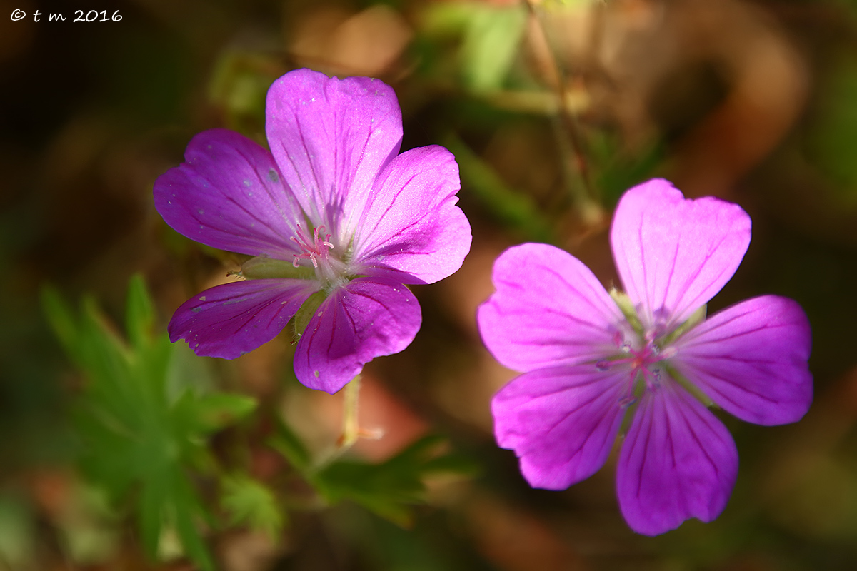 Blood geranium
