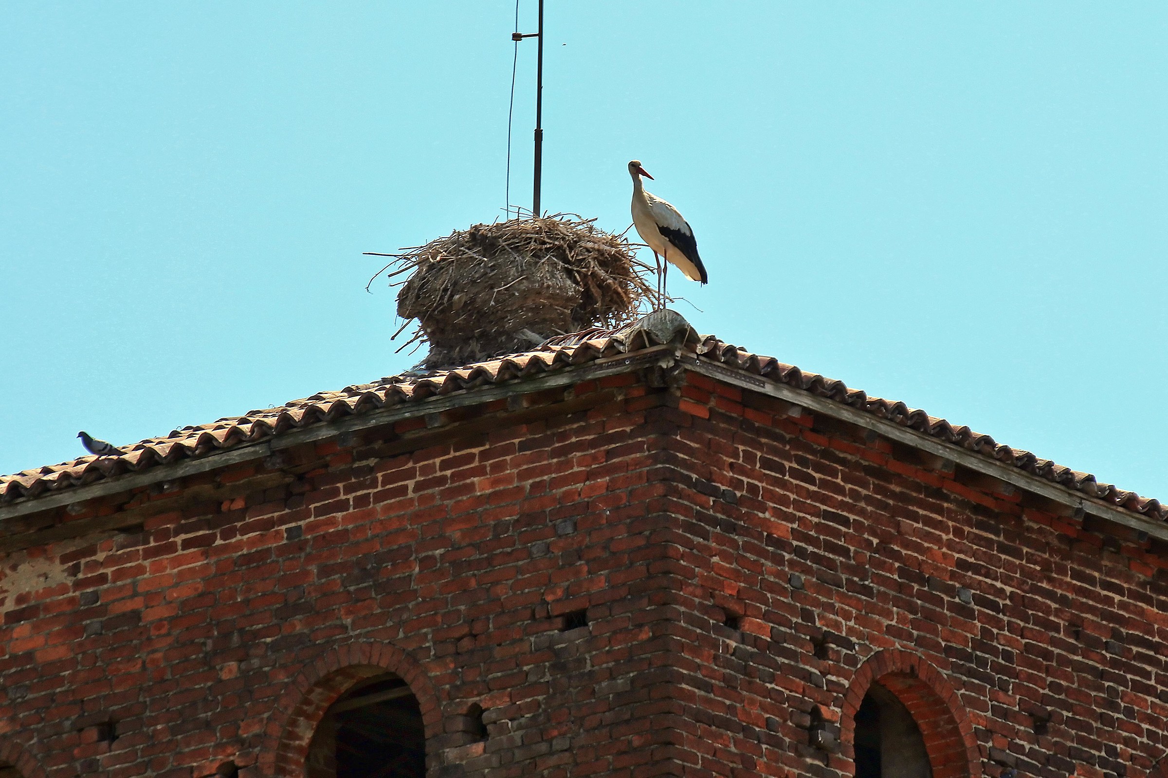Cicogna / Torre castello Oasi di Sant' Alessio