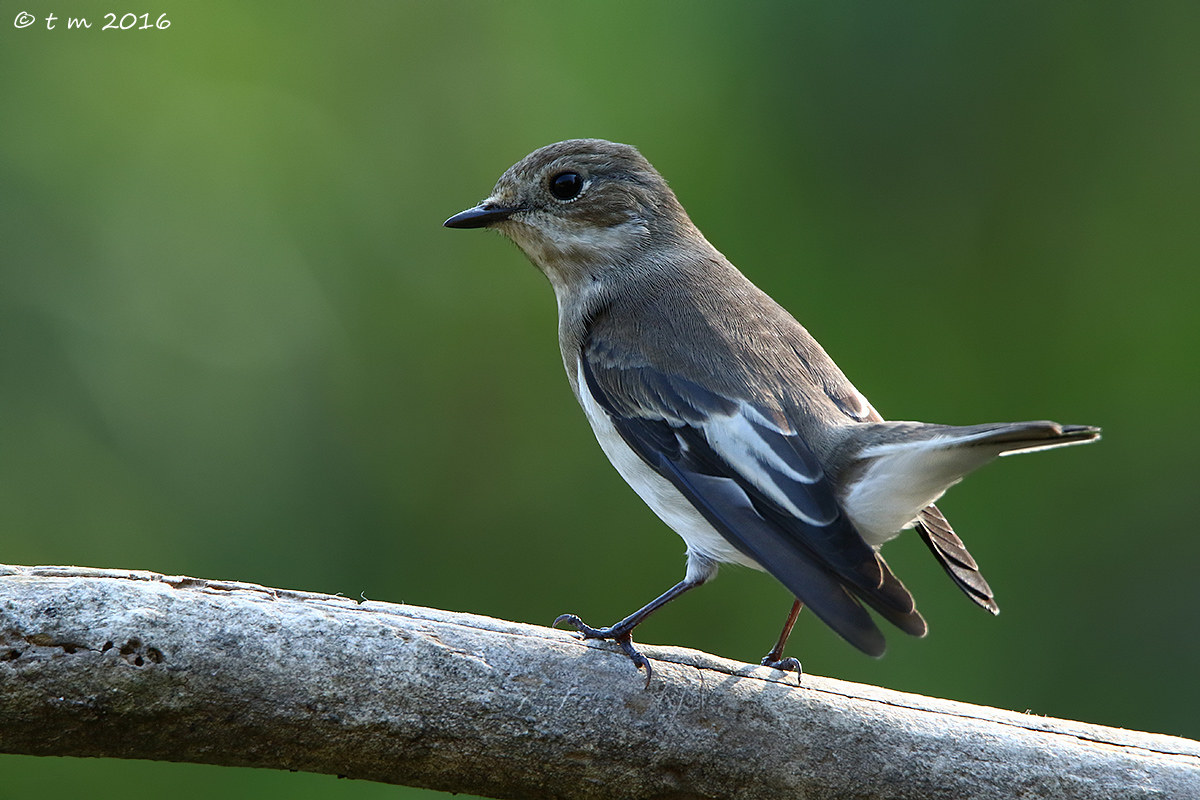 flycatcher