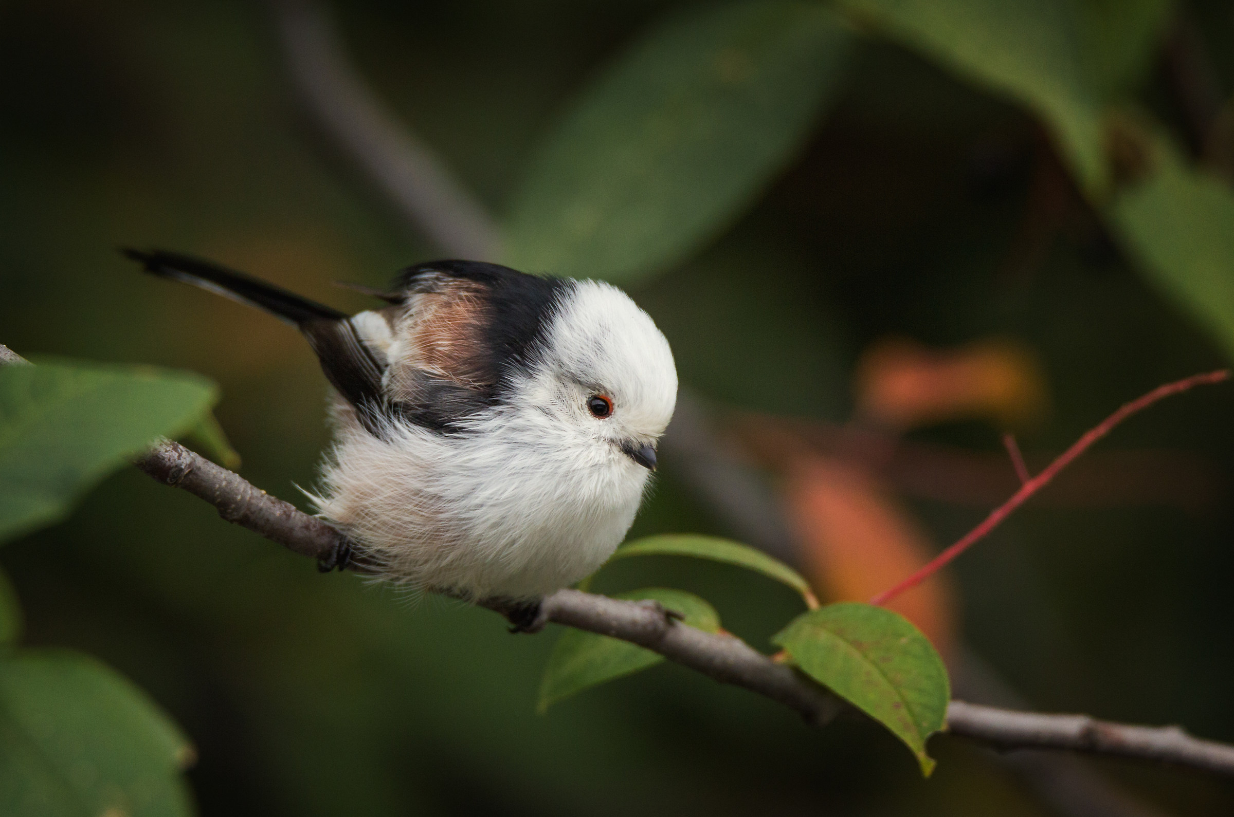 Long-tailed tit