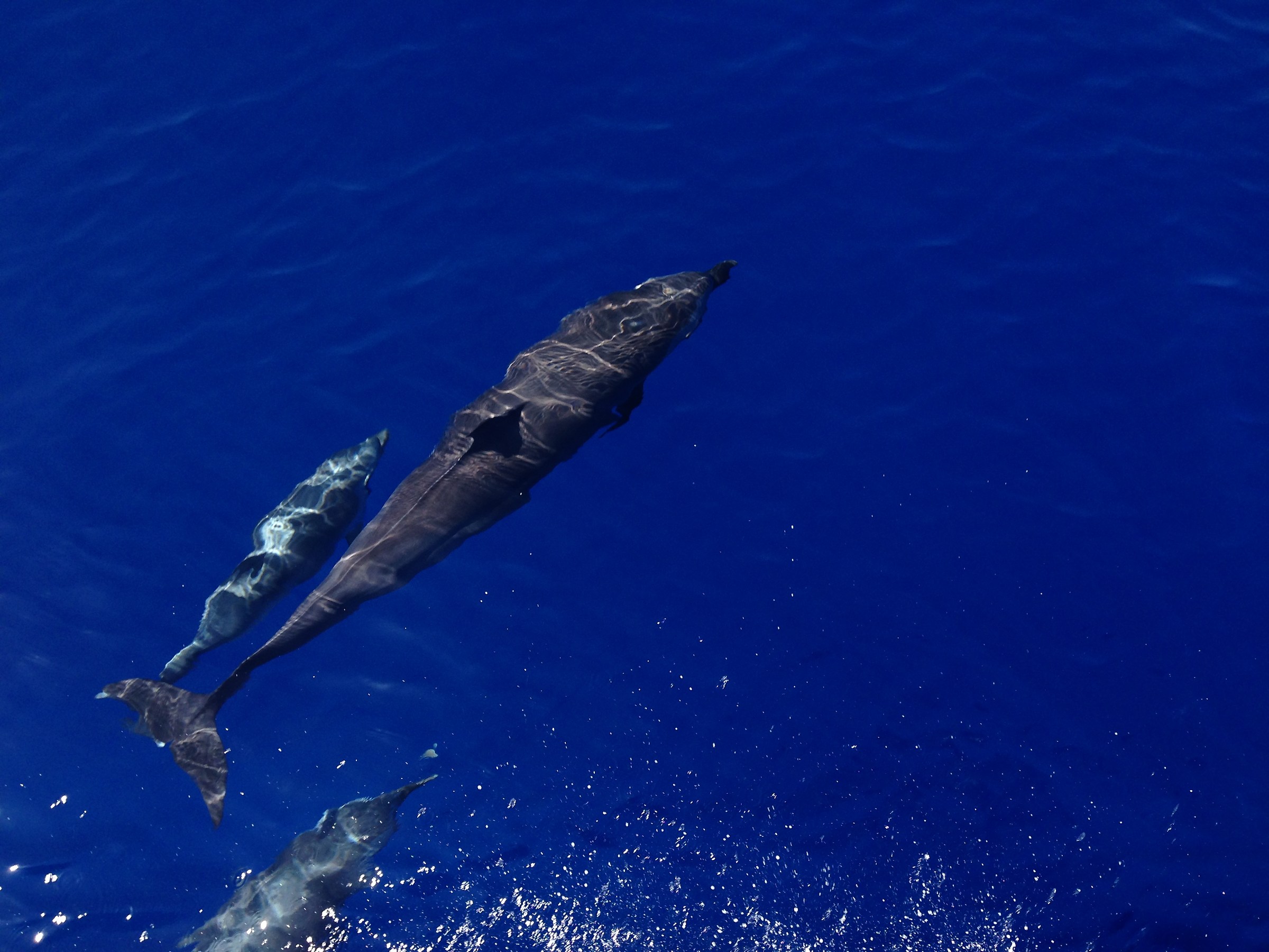 La Mamma è sempre la Mamma