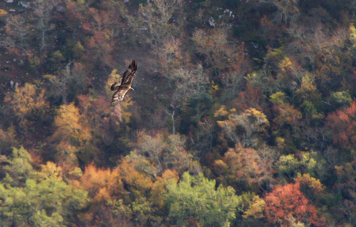 Golden Eagle at sunset