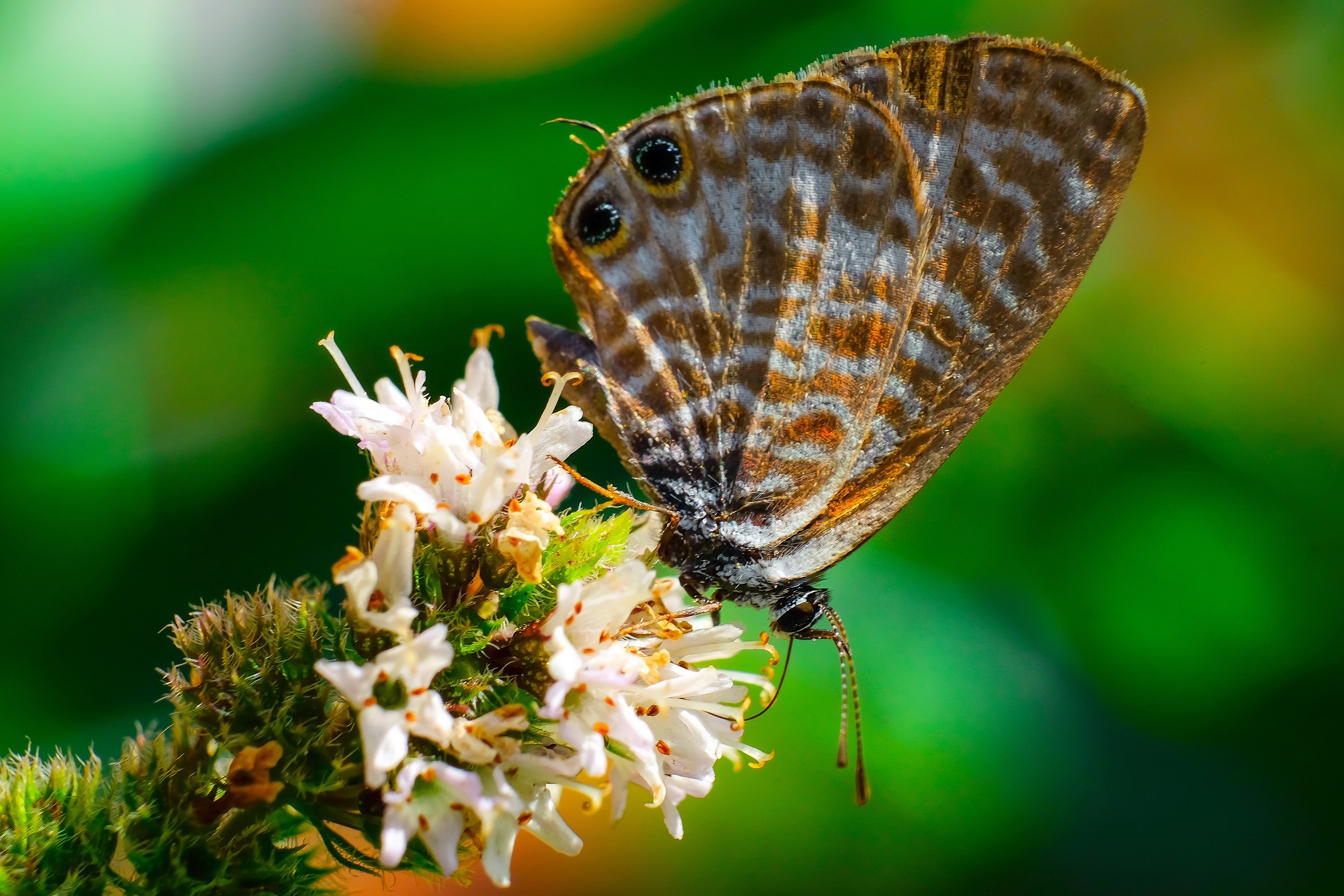Leptotes pirithous