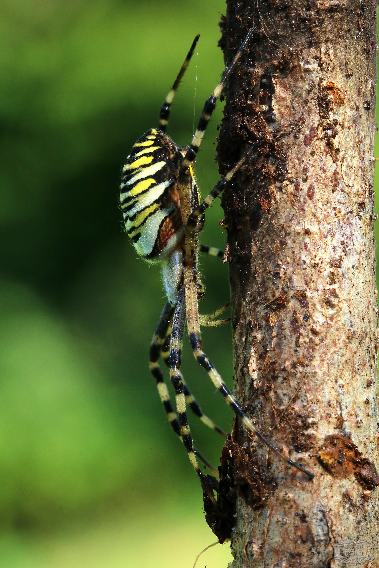 Argiope