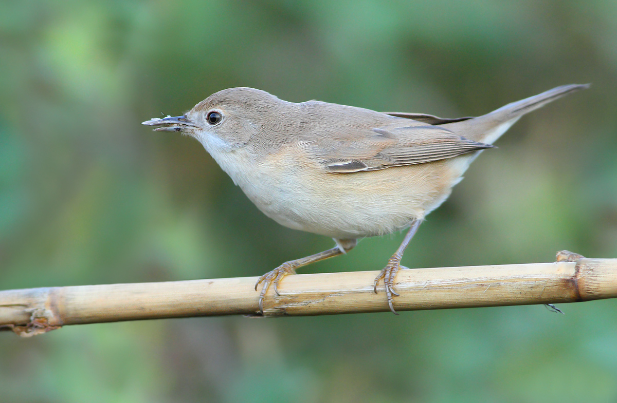 subalpine warbler