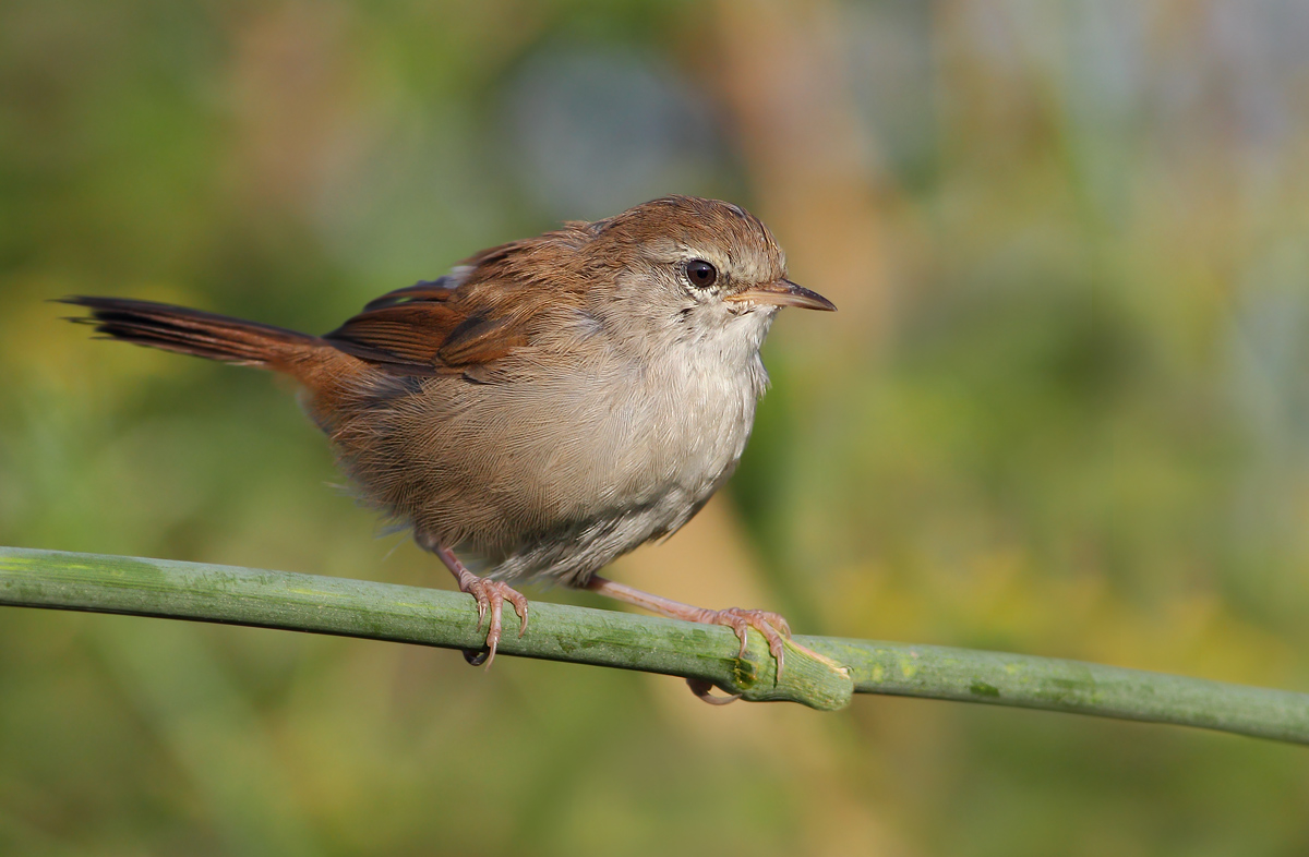 Cetti's Warbler
