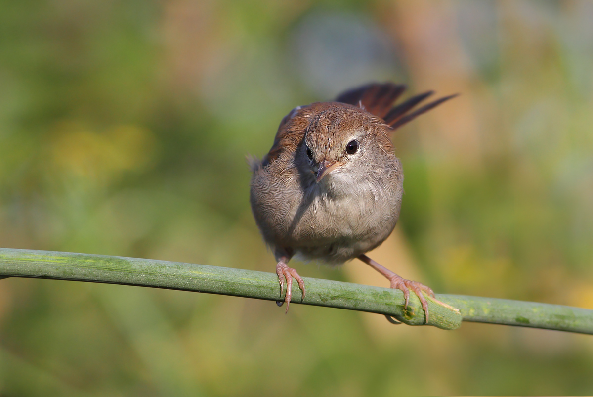 Cetti's Warbler