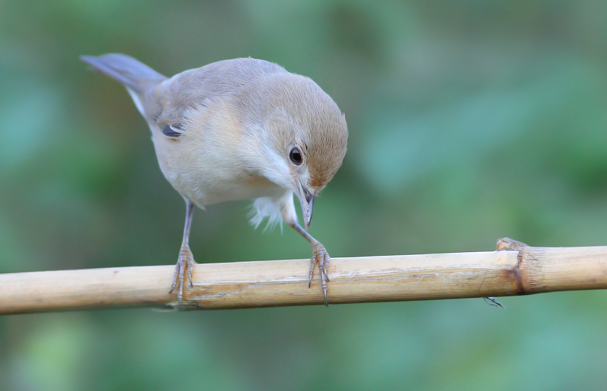 subalpine warbler