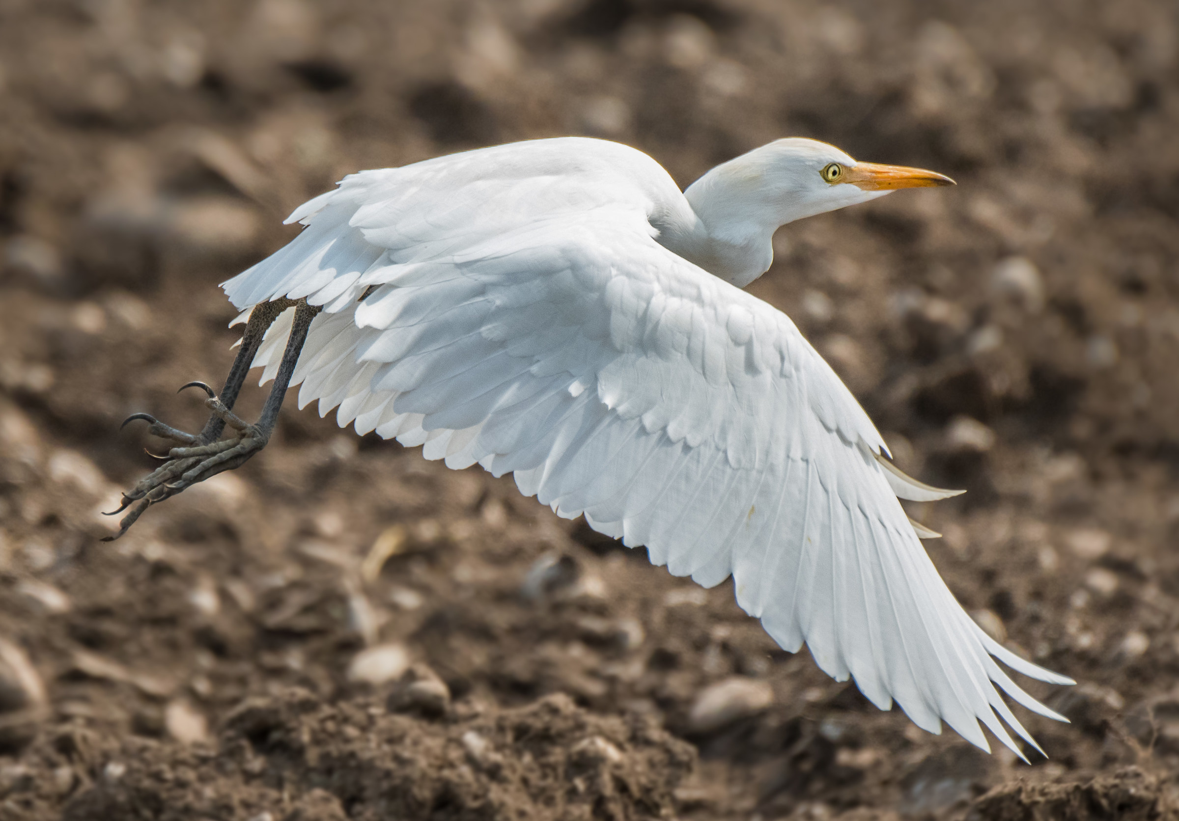 Egret in flight