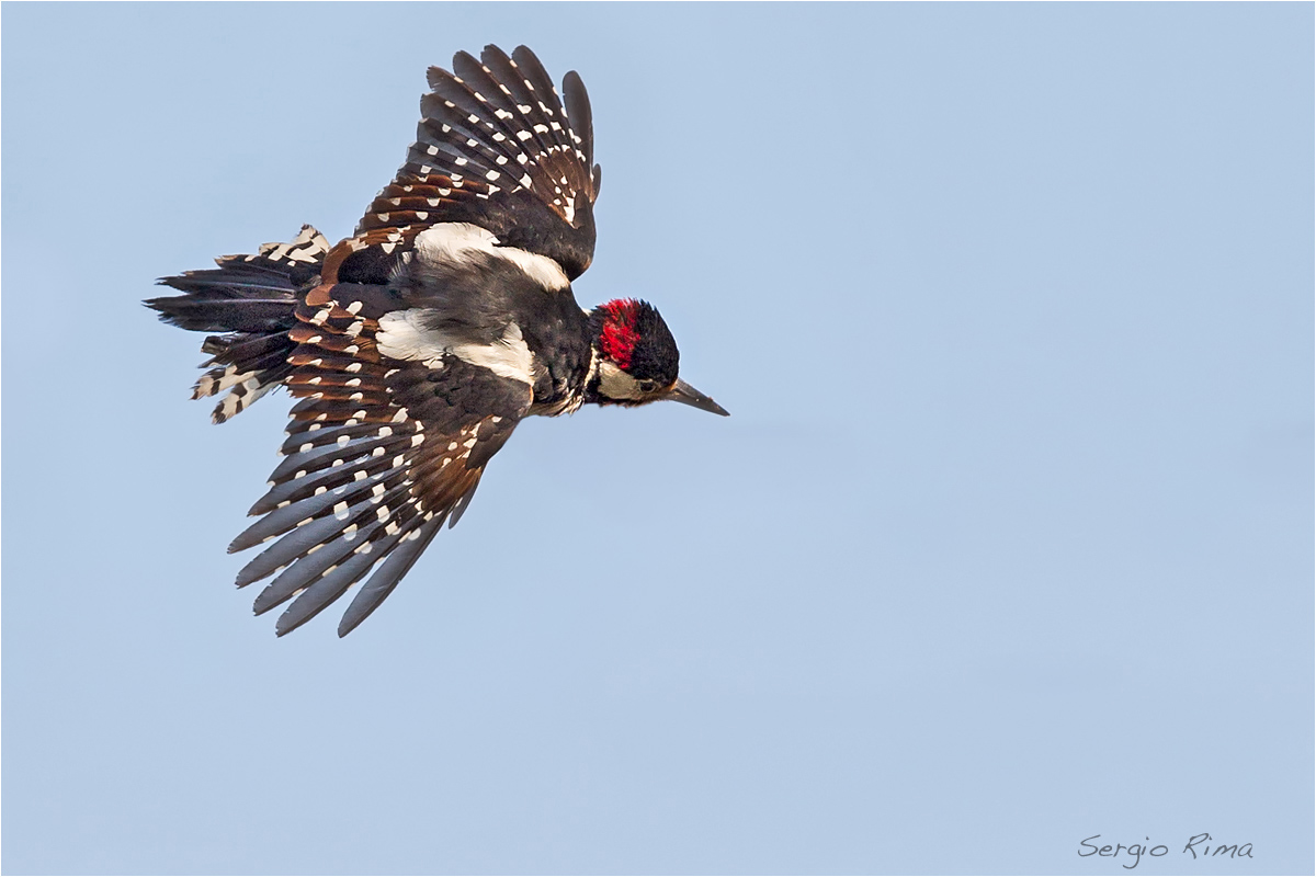 Il picchio rosso maggiore...