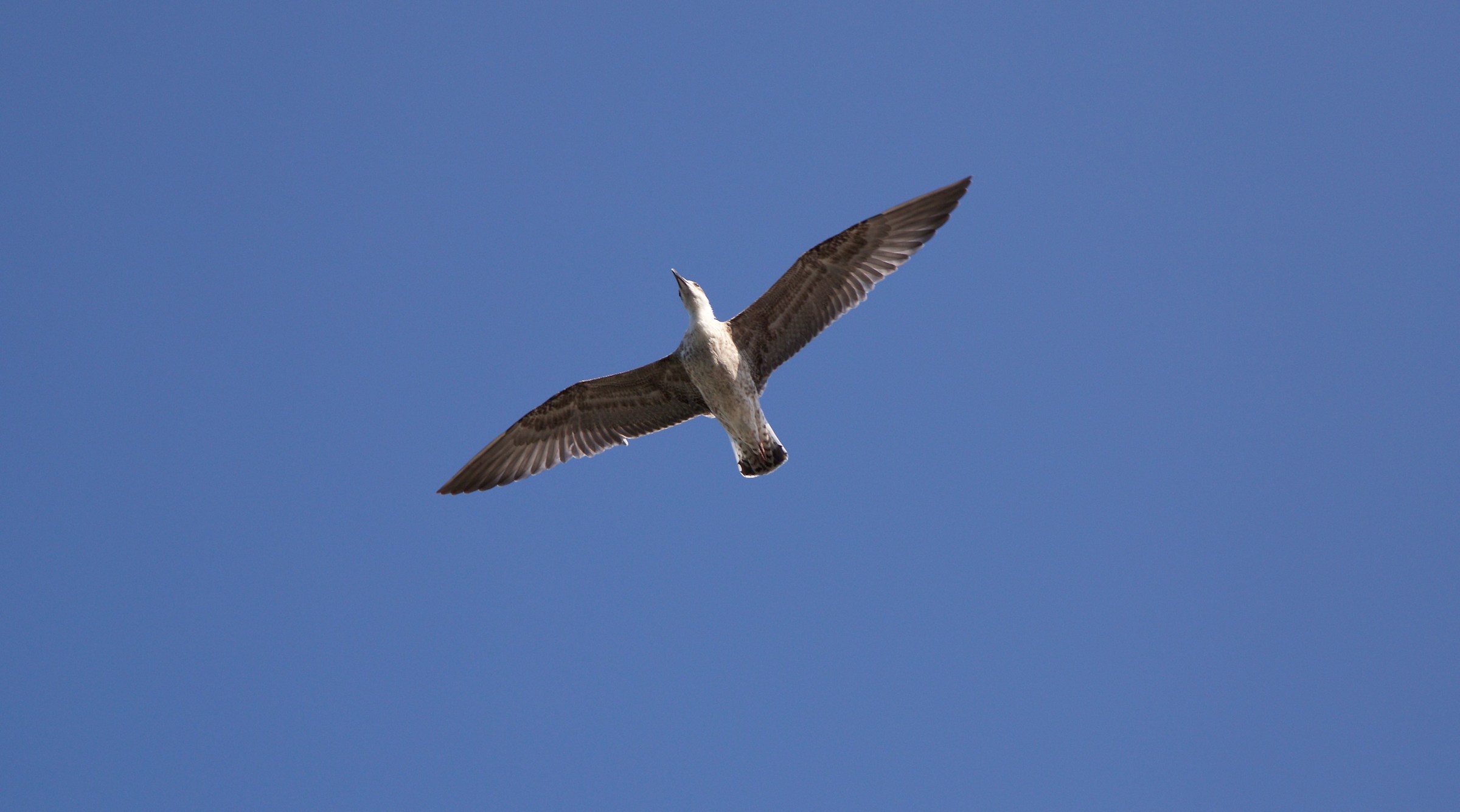 Fledgling gull