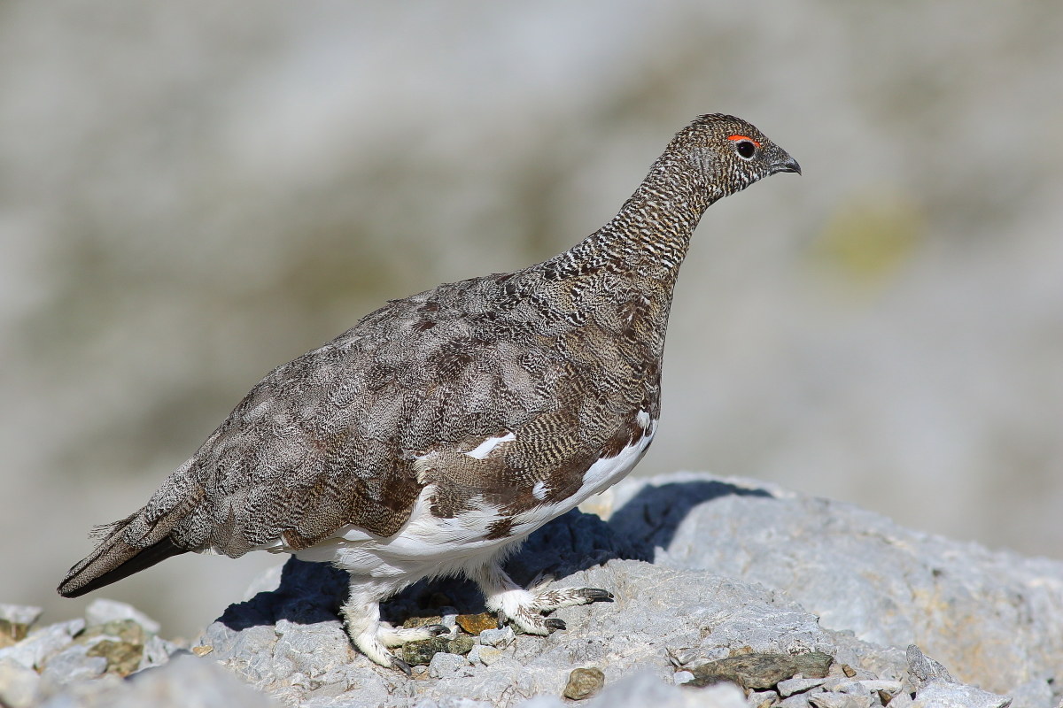 ptarmigan