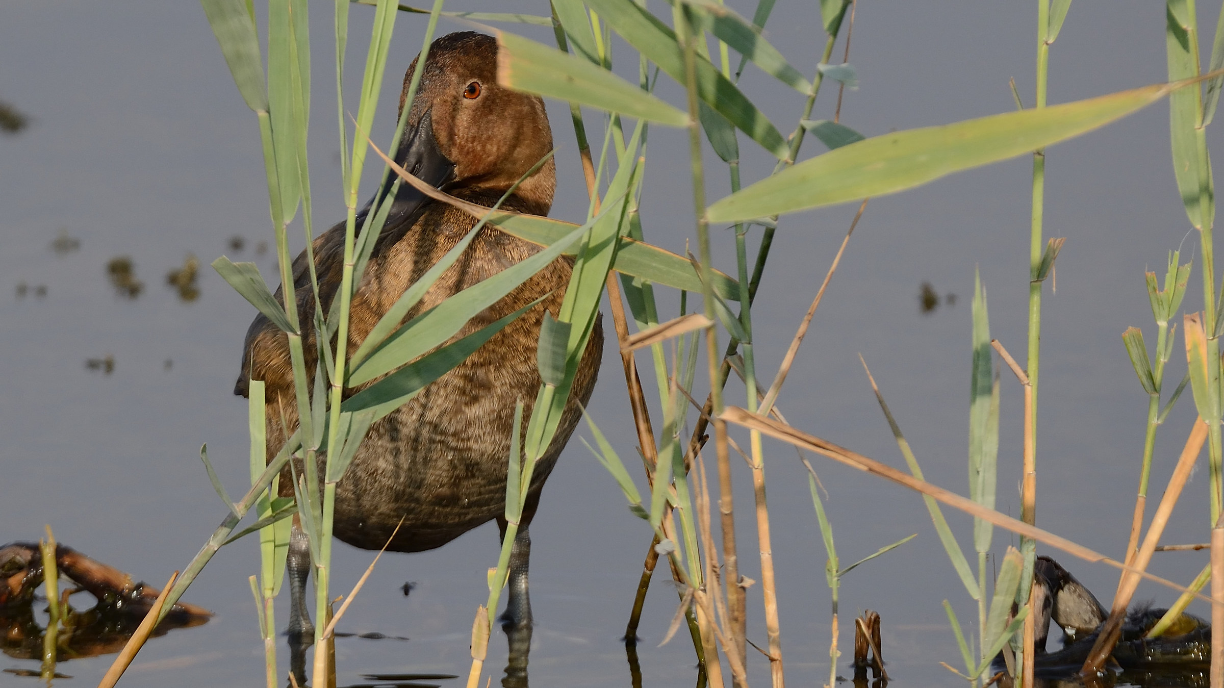 Pullo Tufted tabaccaia