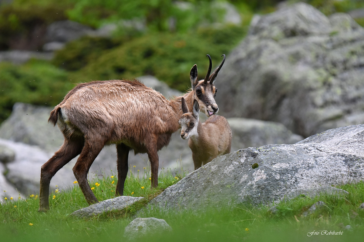 Coccole dopo la pioggia...