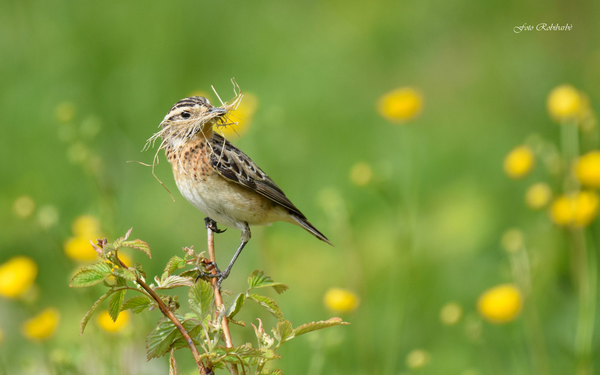 Stiaccino...femmina...