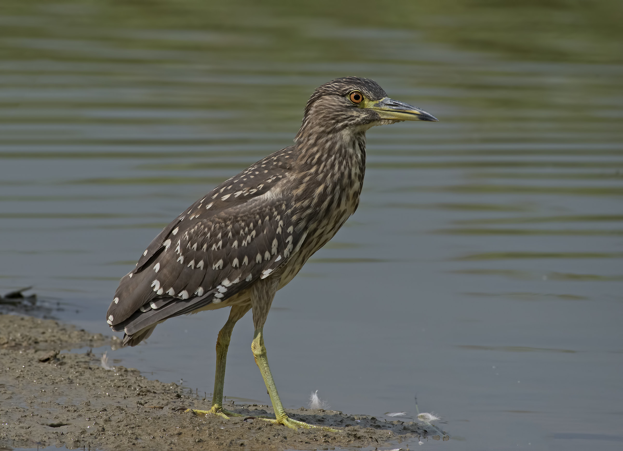 Night Heron!