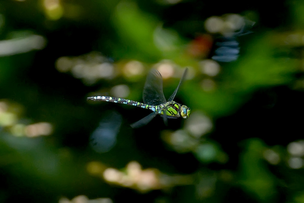 flying dragonfly