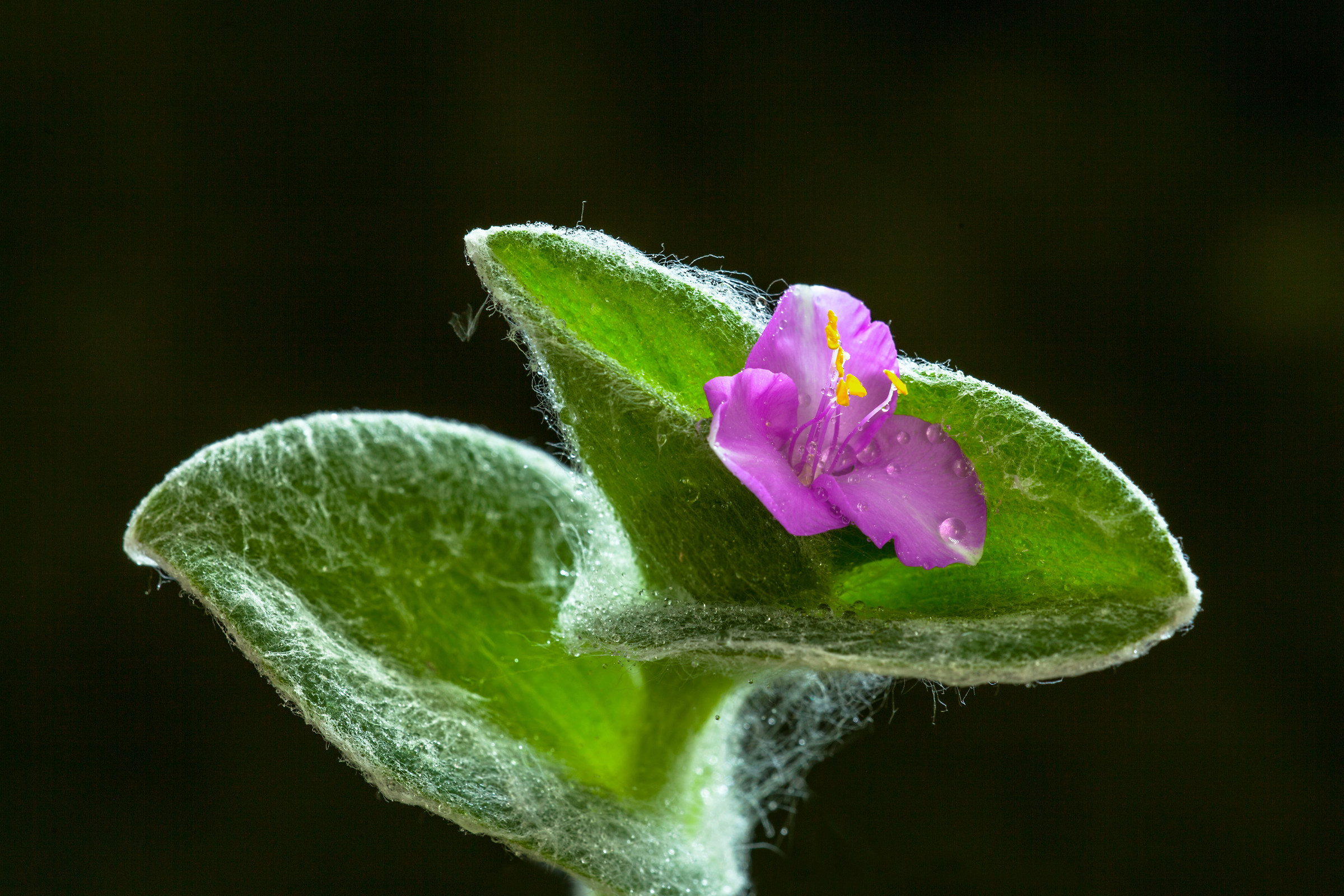 vulgar misery name (if the well is misery)