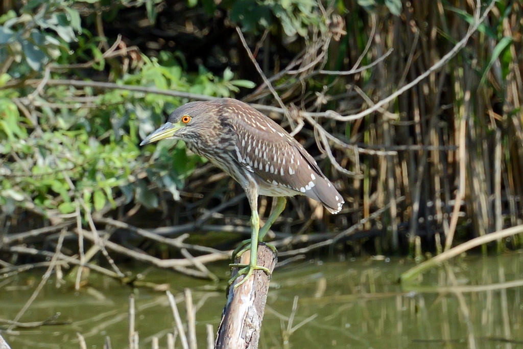 young night heron