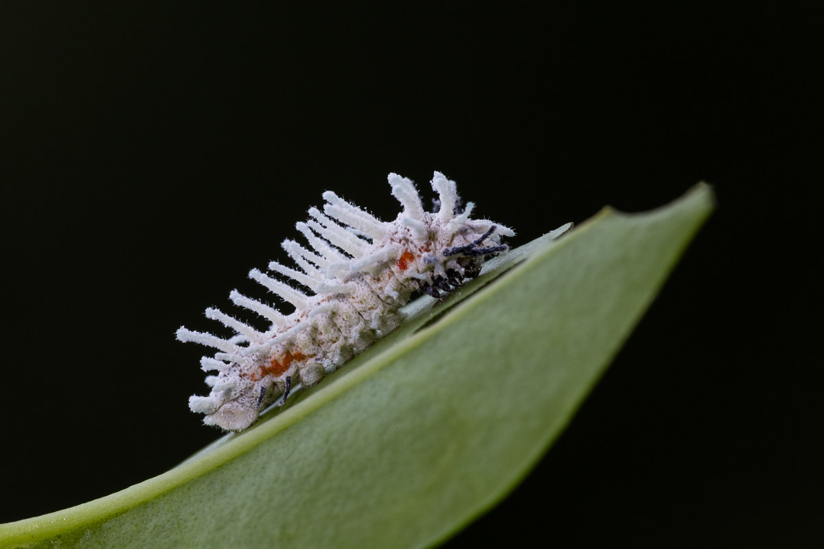 Falena cobra (Attacus atlas) - bruco al secondo stadio