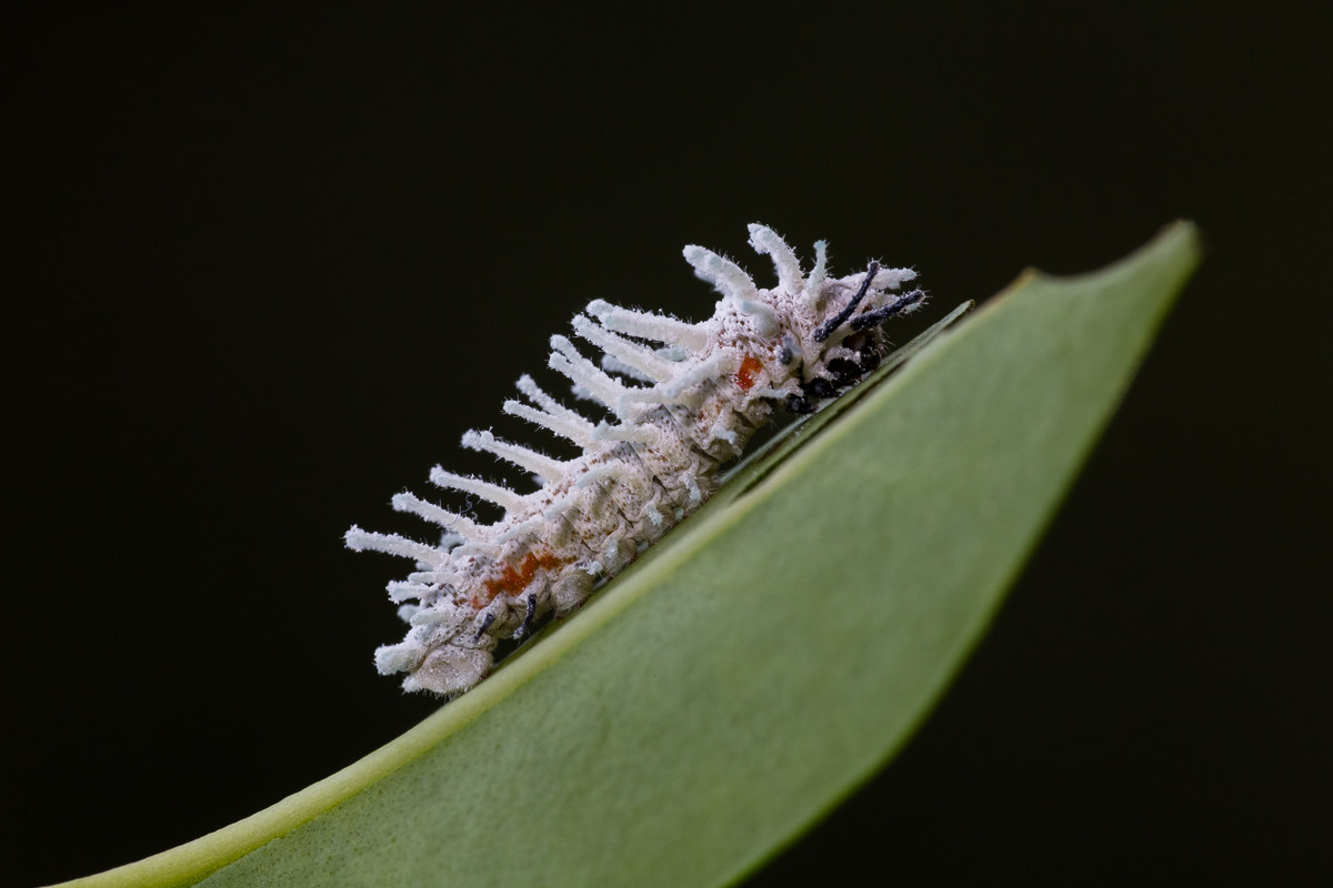 Falena cobra (Attacus atlas) - bruco al secondo stadio